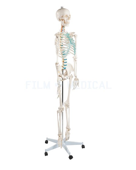 Teaching Skeleton